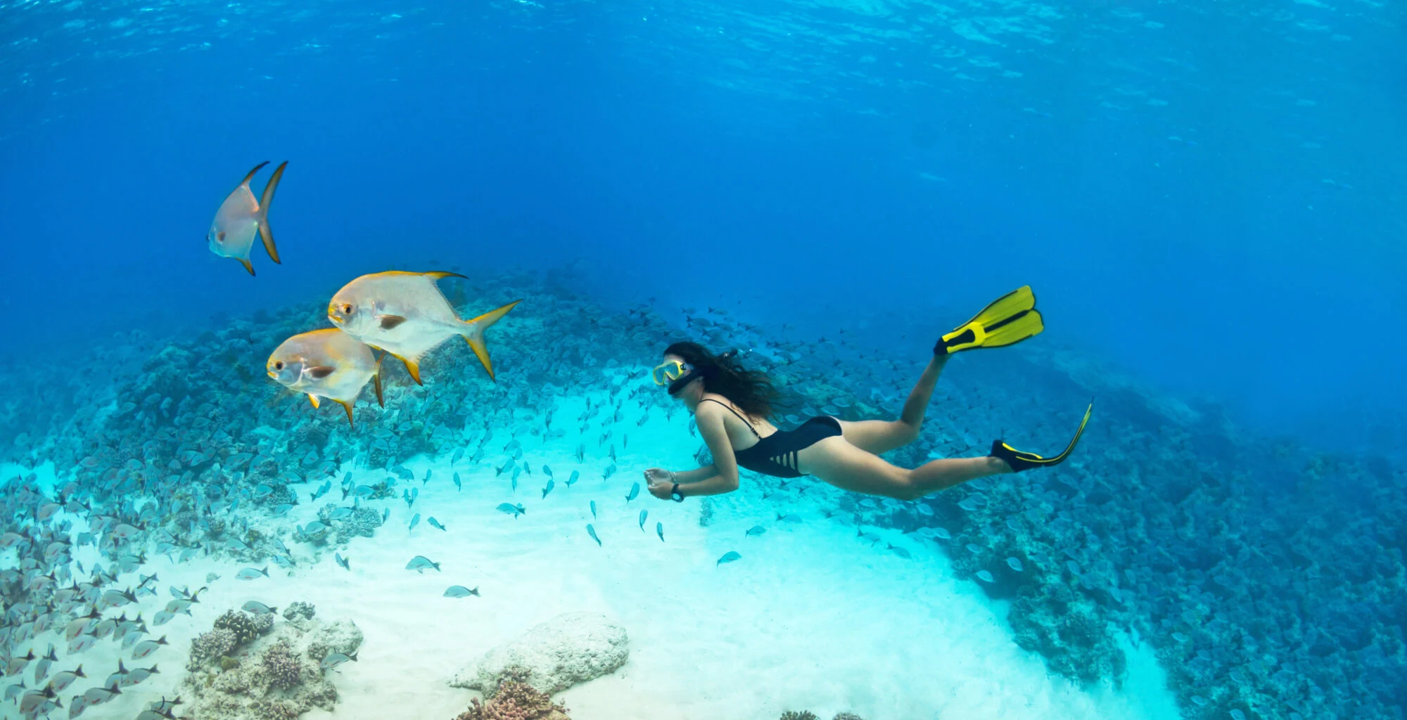 A freediver swimming down over a reef with large silver fish