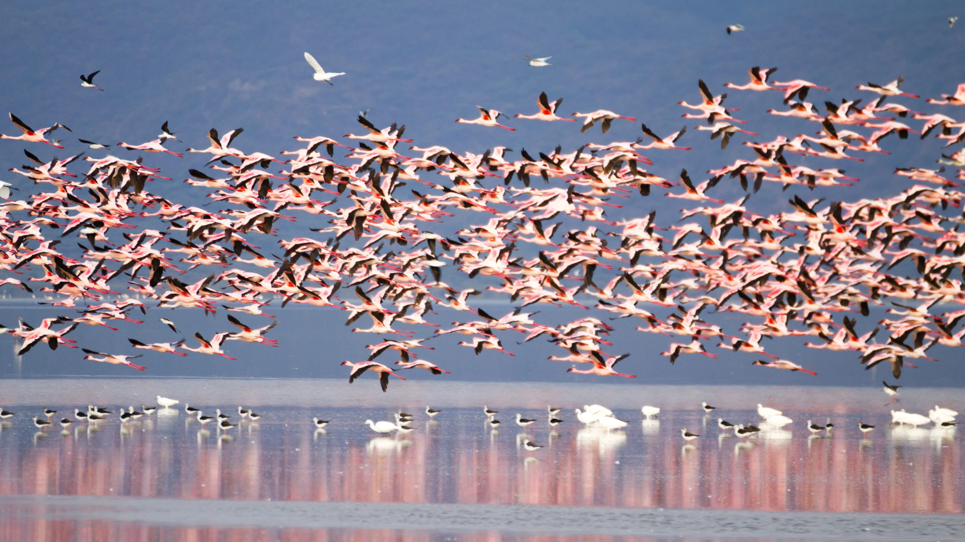 Huge flock of flamingos over a lake