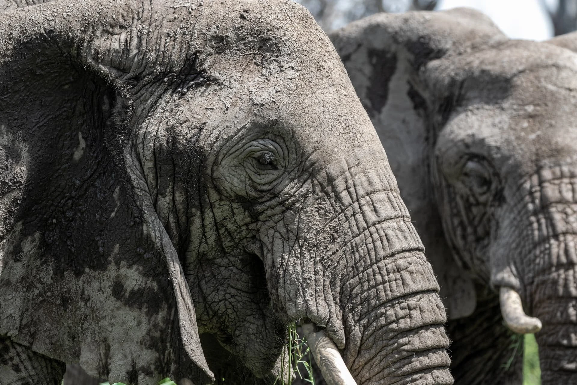 Two elephants close up with dried mud on their skin