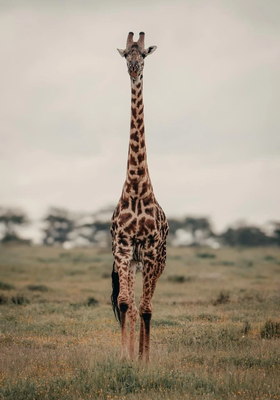 Giraffe standing front on on open grassland