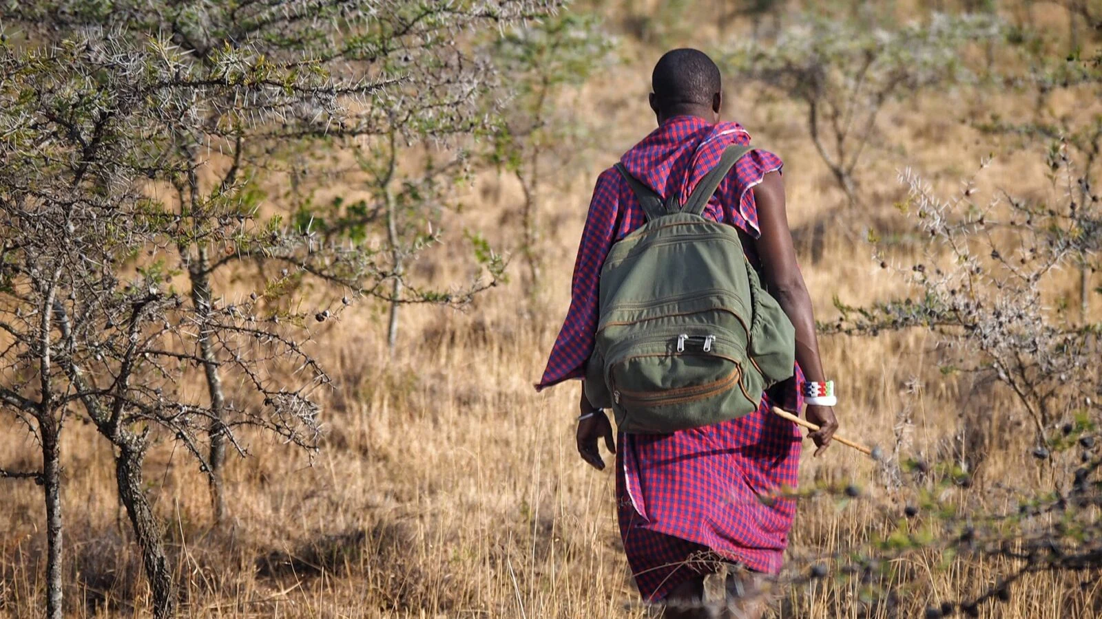 A Maasai guide in a magenta shuka with a backpack, walking through dry bush in the Chyulu Hills