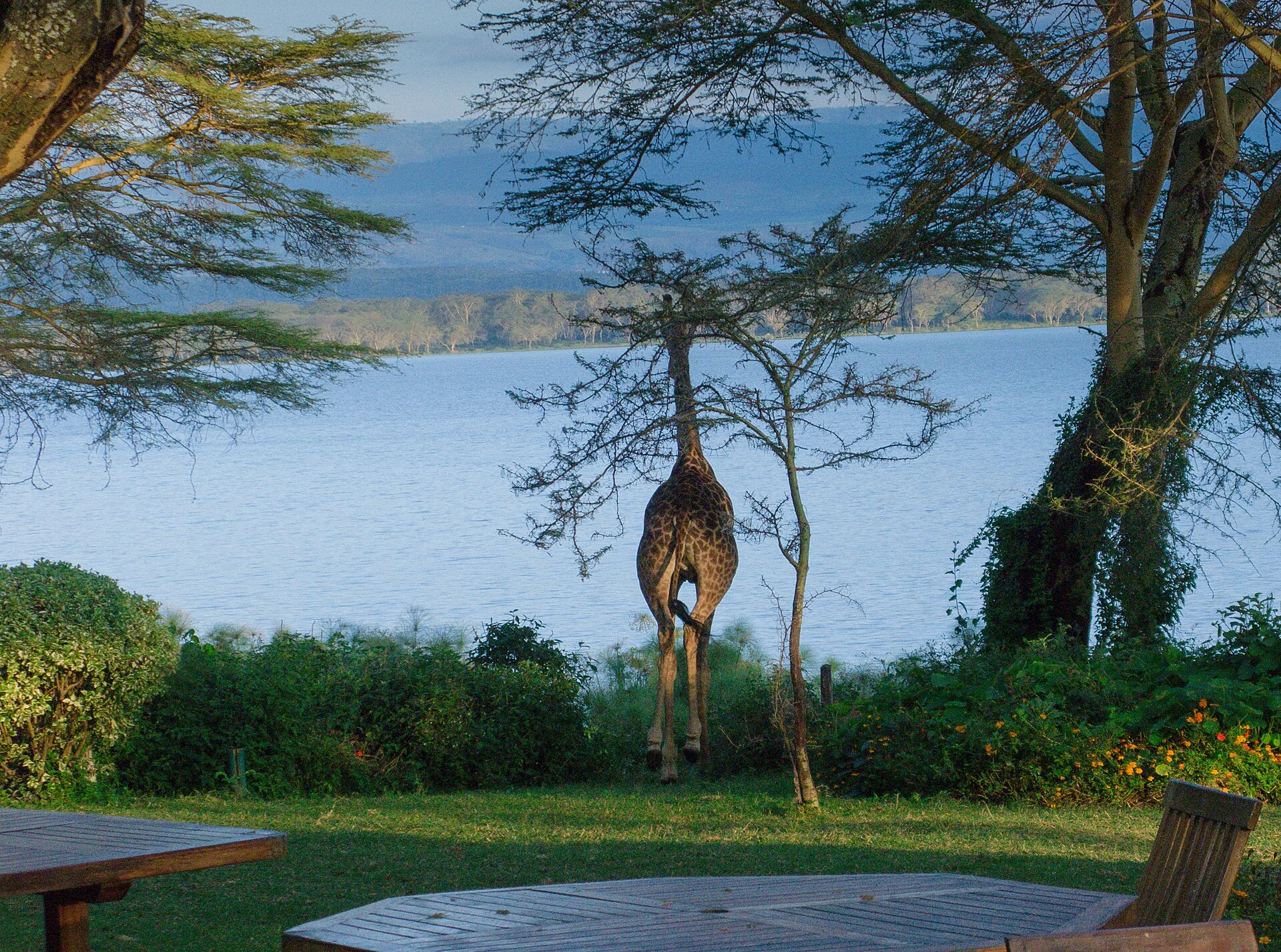 A giraffe on the lawn at Elsamere, Joy Adamson's former home at Lake Naivasha