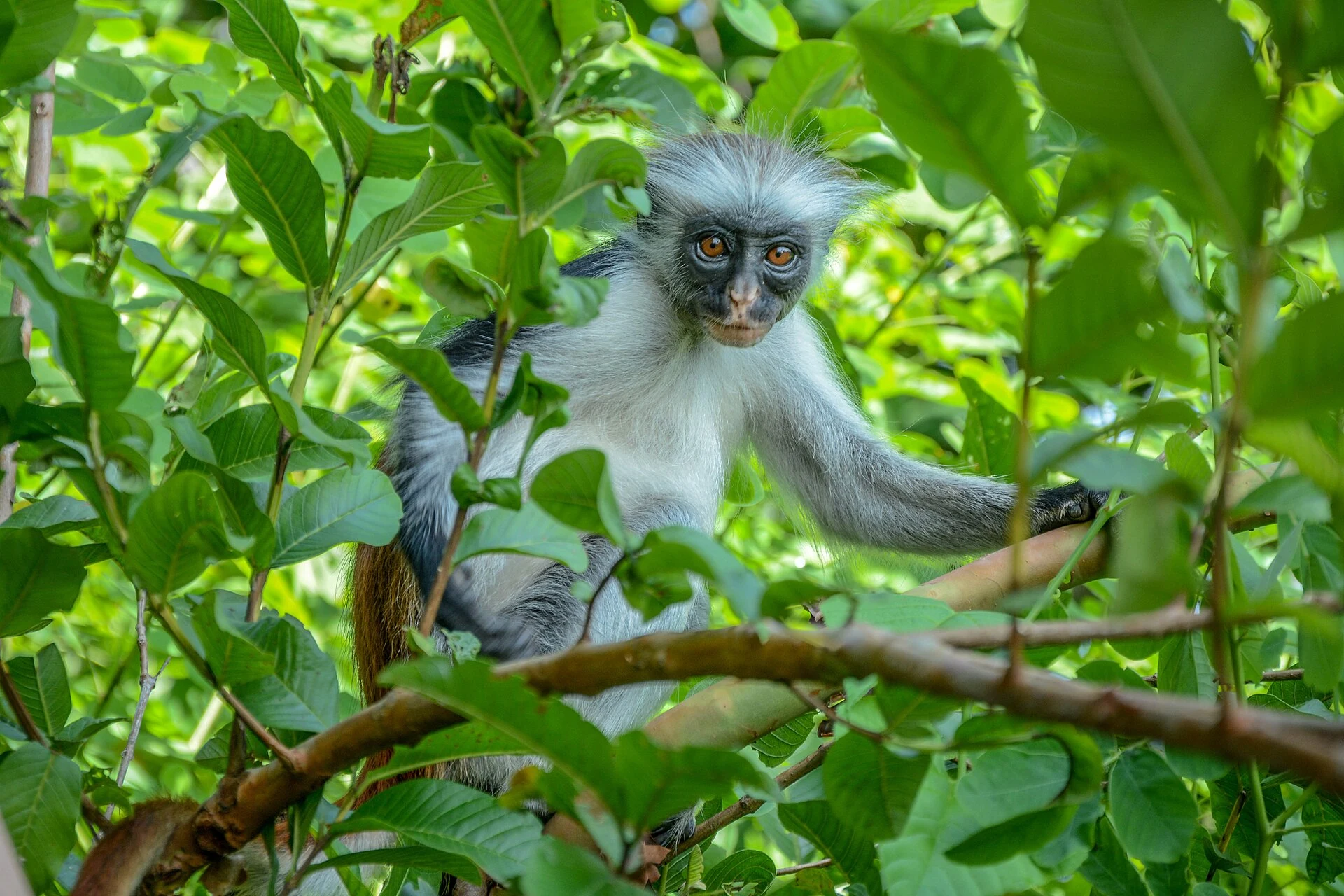 A Zanzibar red colobus monkey sitting among leaves in Jozani forest