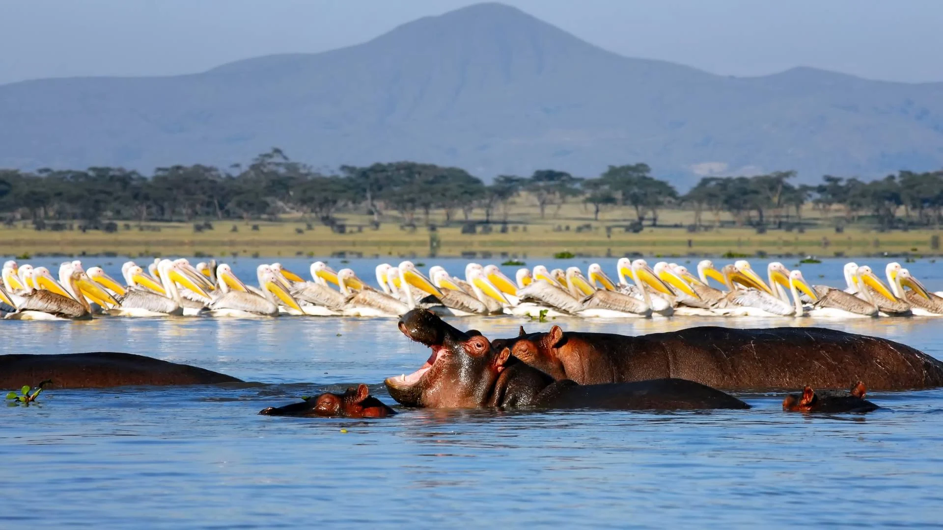 Hippos surfacing below a line of pelicans on Lake Naivasha, with Mount Longonot behind