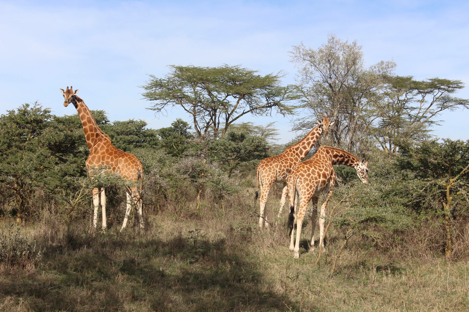 Giraffes among acacias at Lake Nakuru