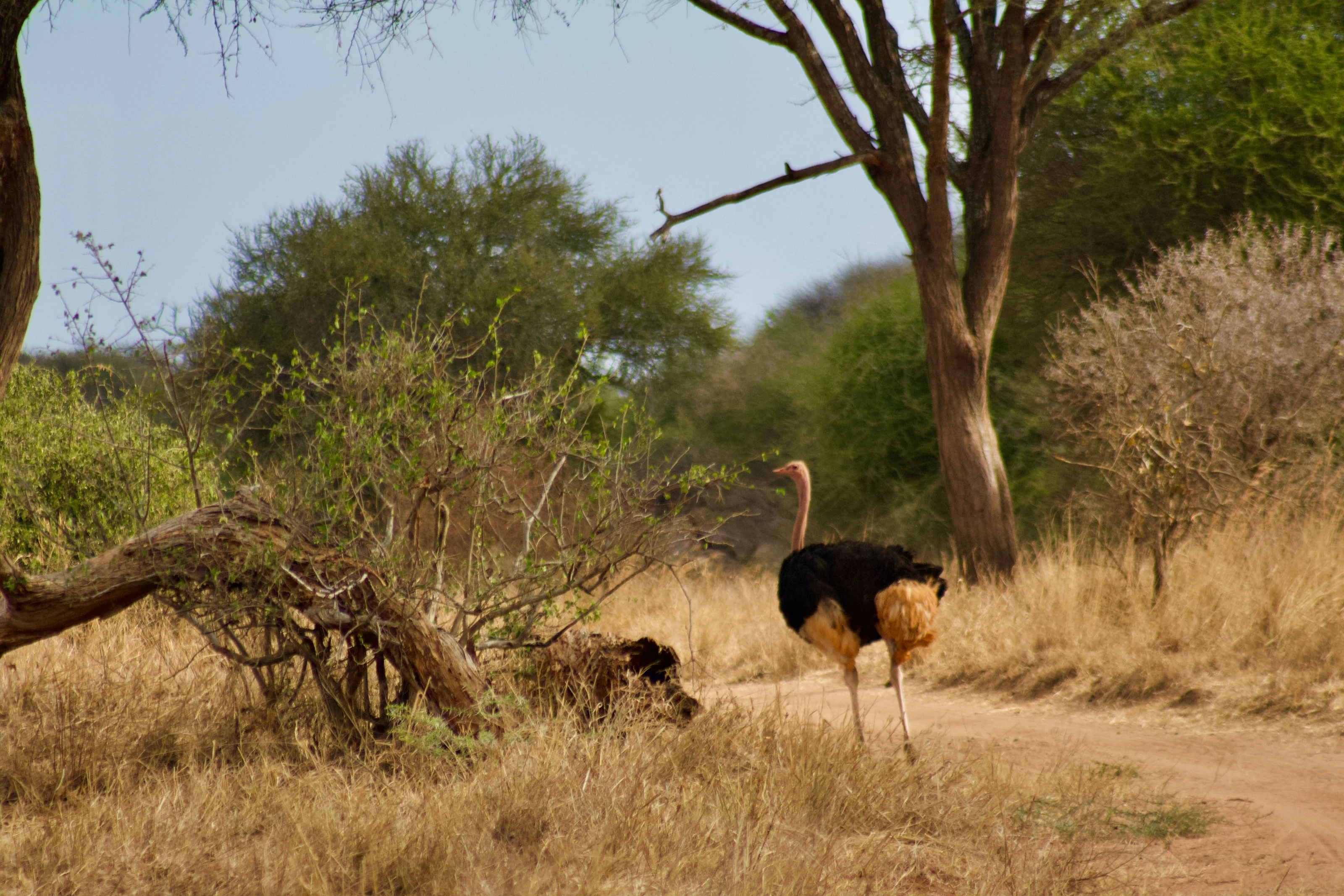 An ostrich walking through dry grassland in Tarangire National Park