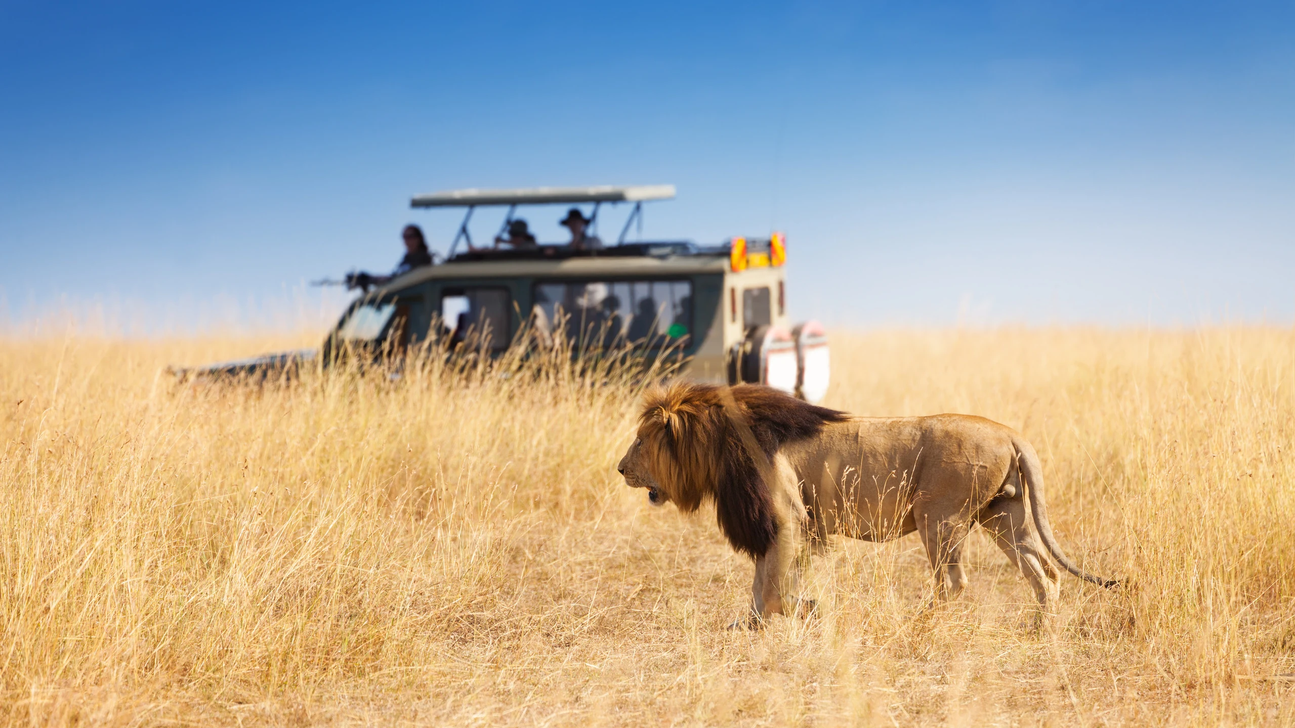 Male lion standing in dry grass with a game vehicle behind