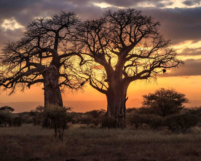 Two baobabs silhouetted against an orange sunset