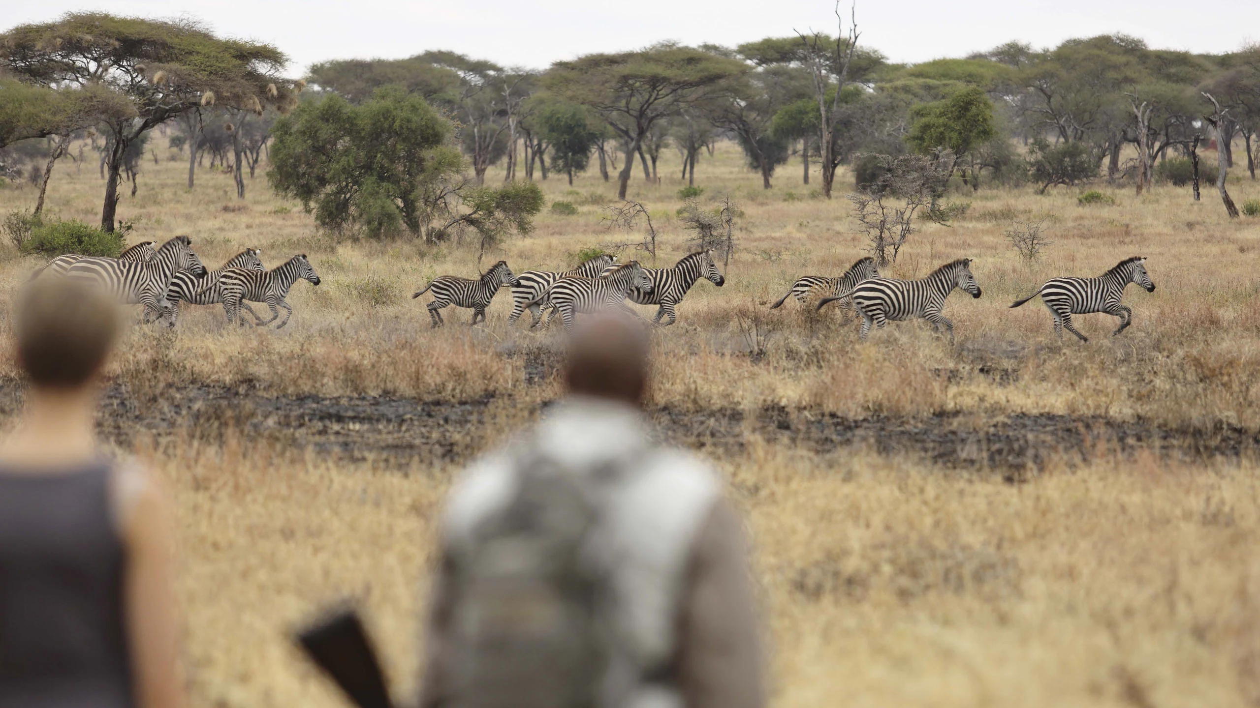 Walkers with an armed guide watching zebras run across dry grassland
