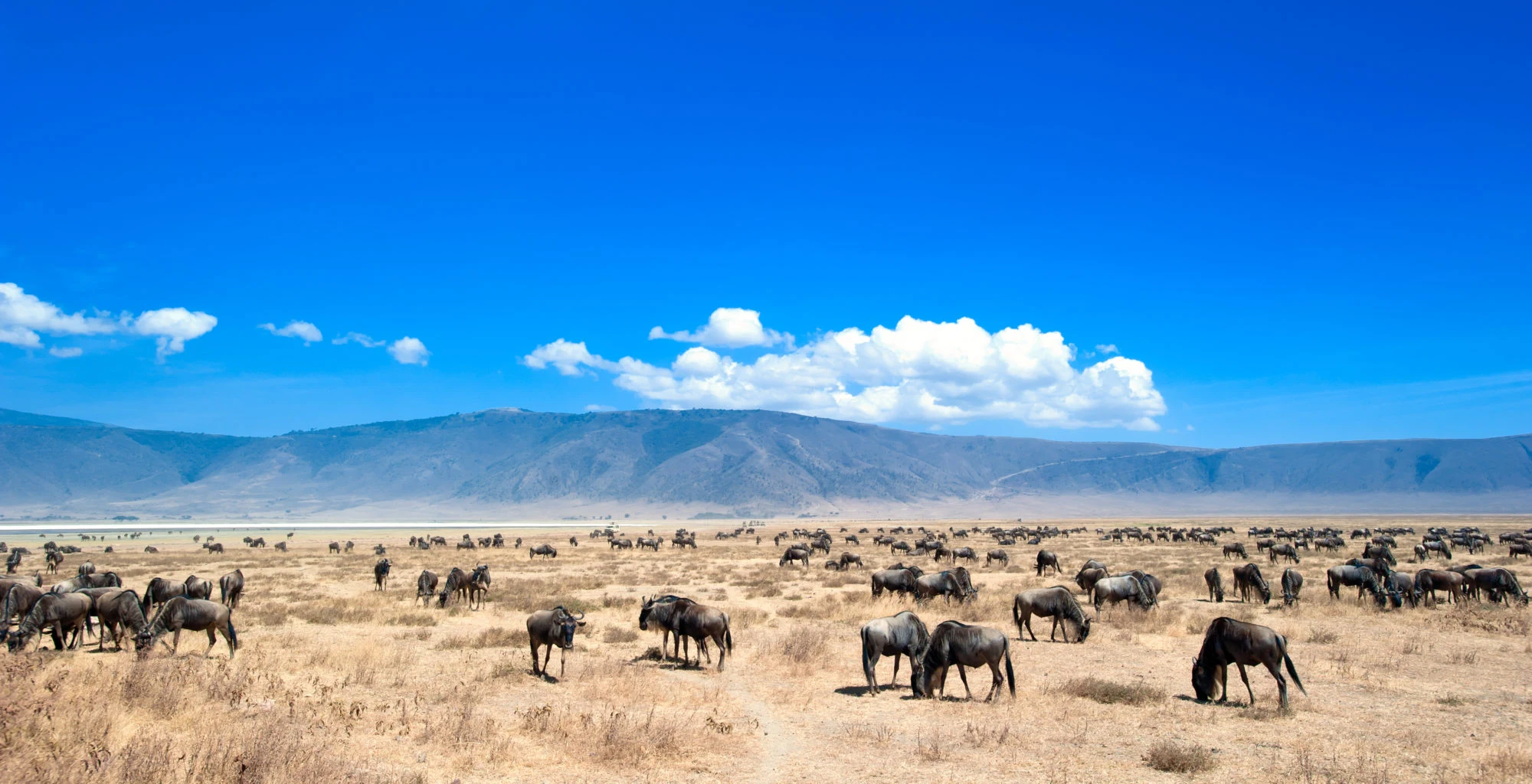 Wildebeest grazing on the open floor of the Ngorongoro Crater
