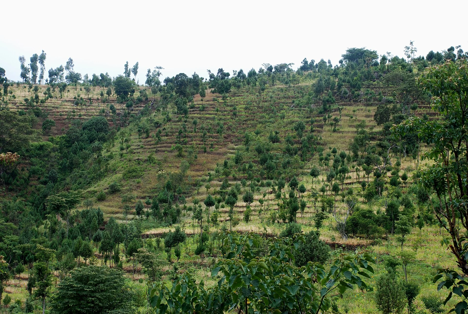 Stone agricultural terraces climb a green hillside in the Konso Cultural Landscape.
