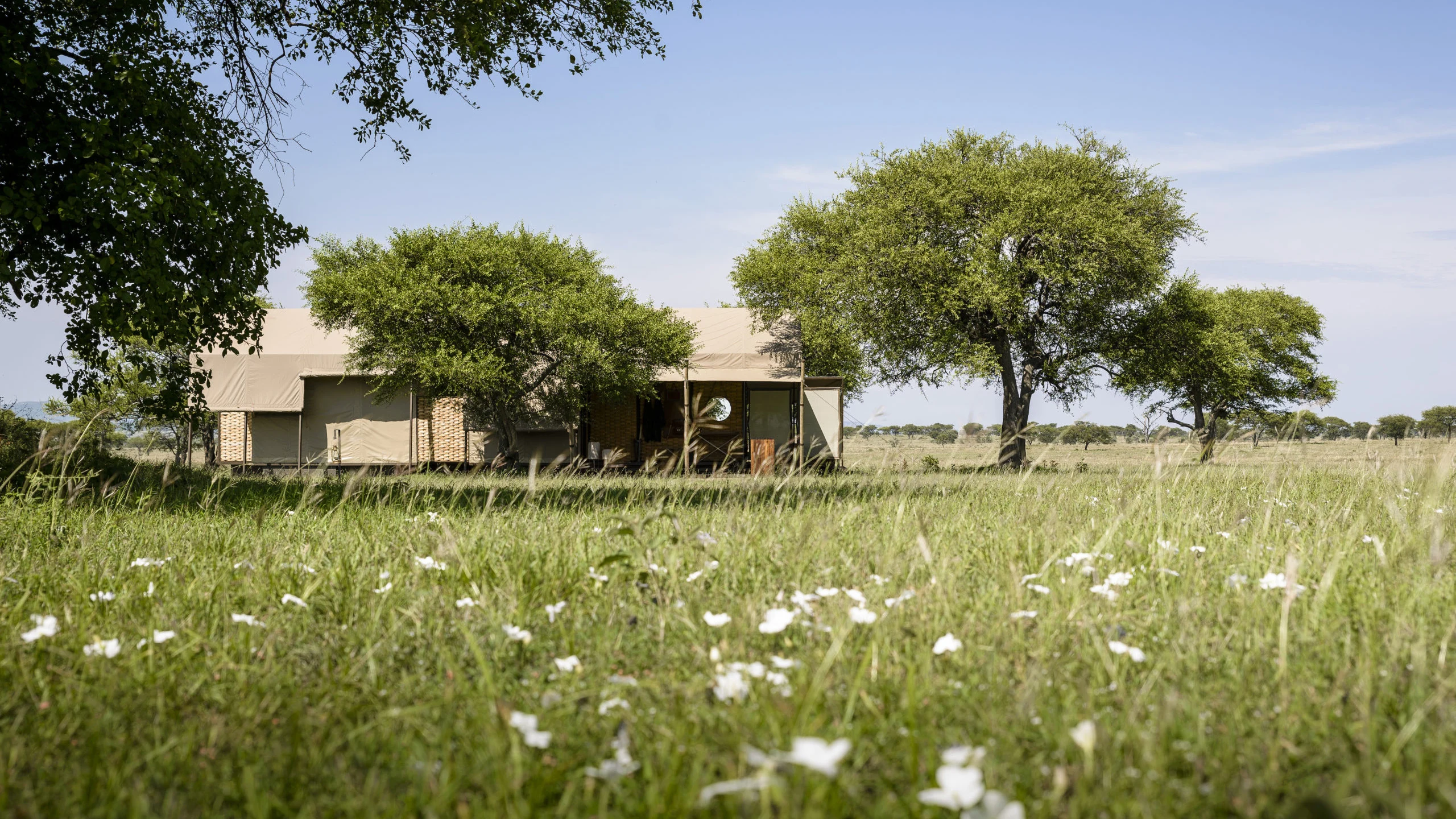 Low tented lodge among trees in a flowering green meadow