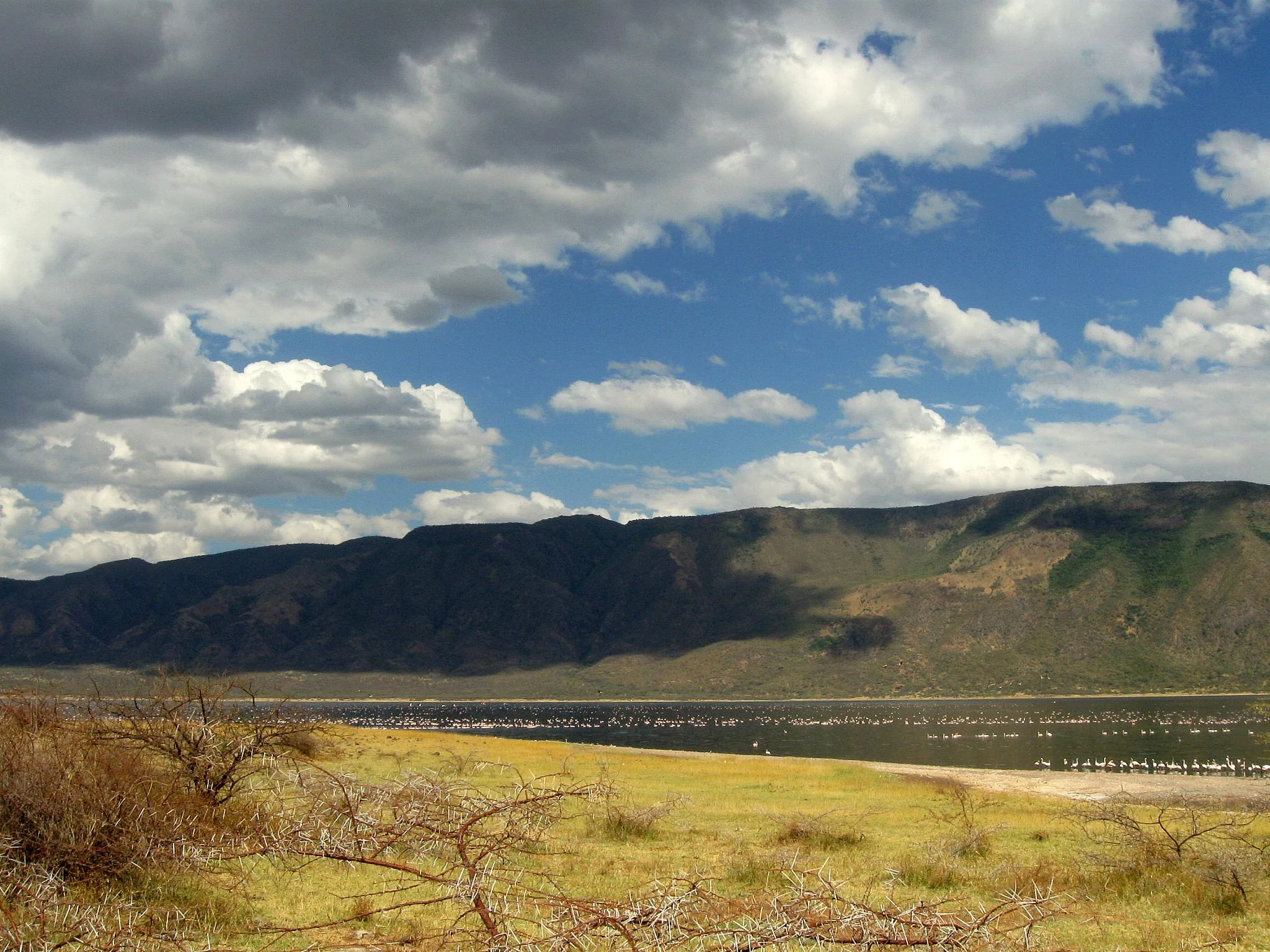 Flamingos in the shallows beside an acacia at Lake Bogoria