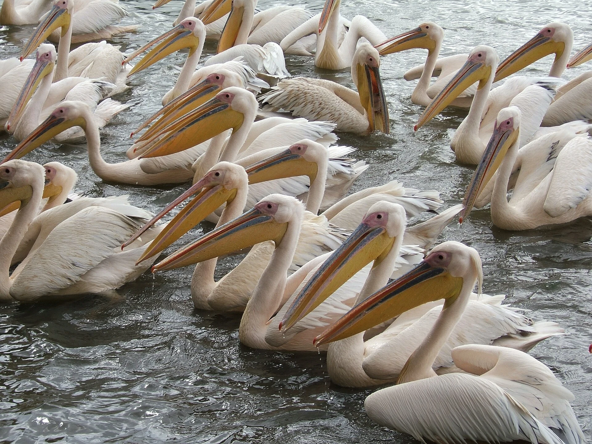 A group of great white pelicans swimming close together on Lake Tana.