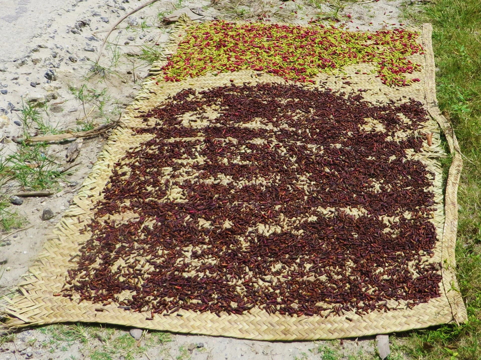 Cloves spread on a woven mat to dry in the sun on Pemba