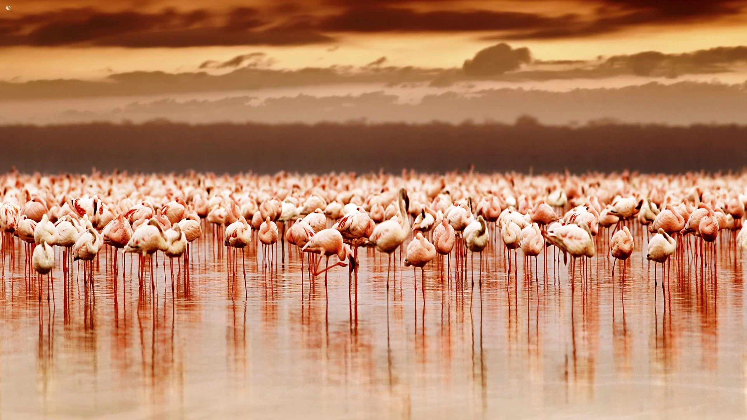 Huge flamingo flock with long red reflections under moody dusk sky