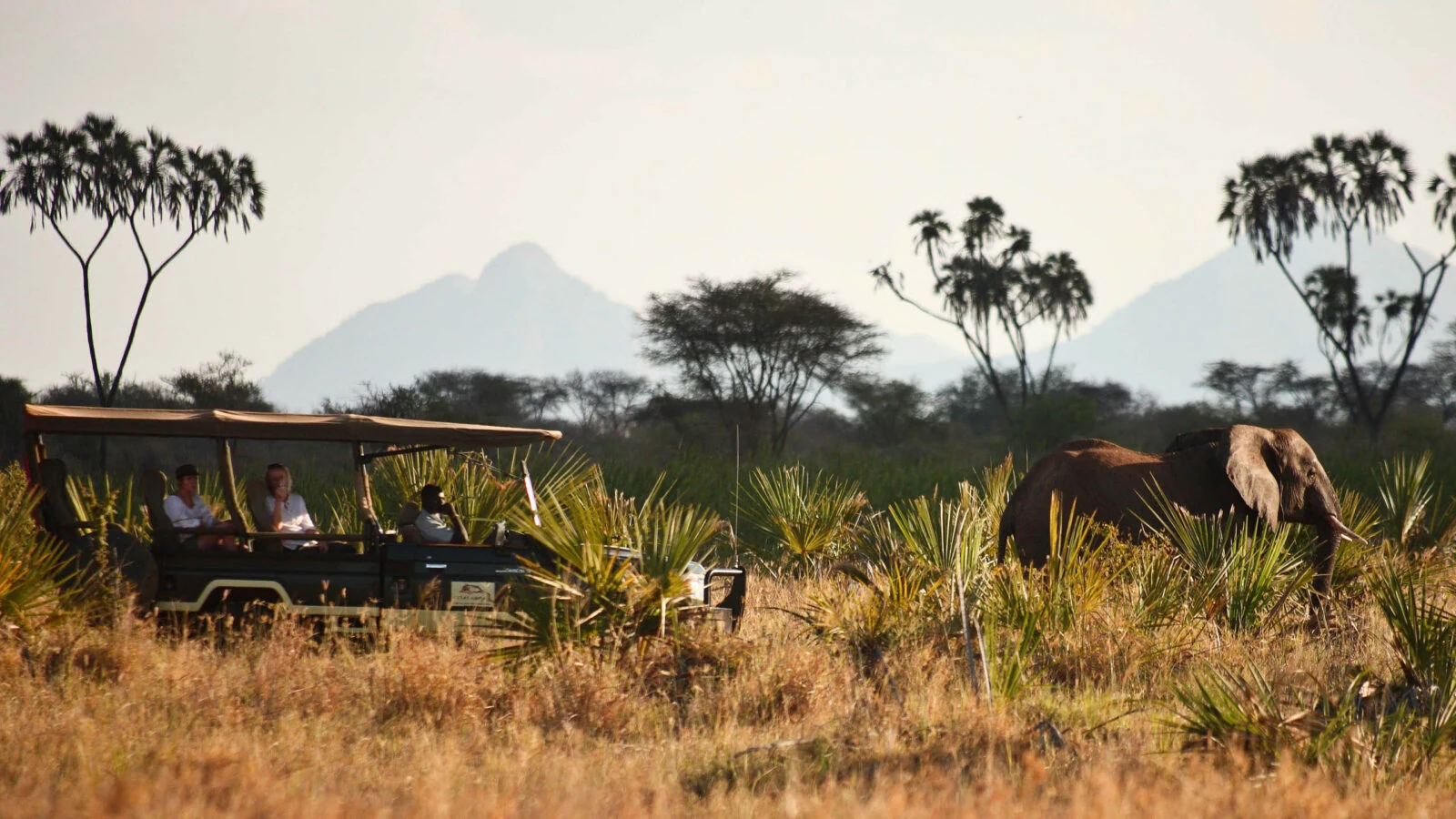 Guests in open vehicle watching an elephant beside doum palms and hills