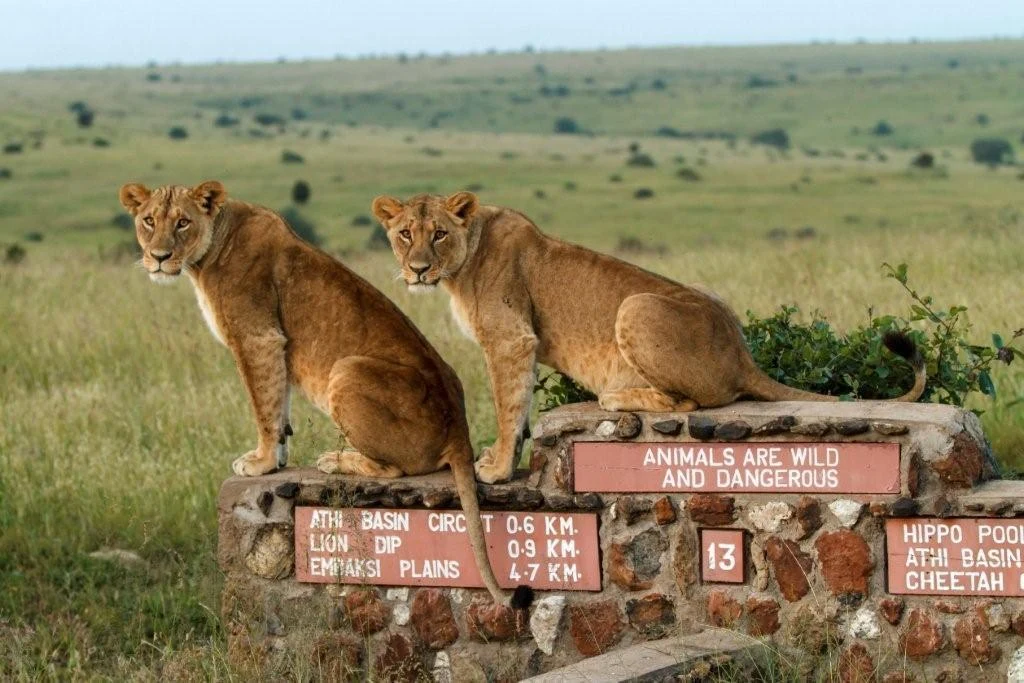 Two lion cubs on a stone signpost in Nairobi National Park