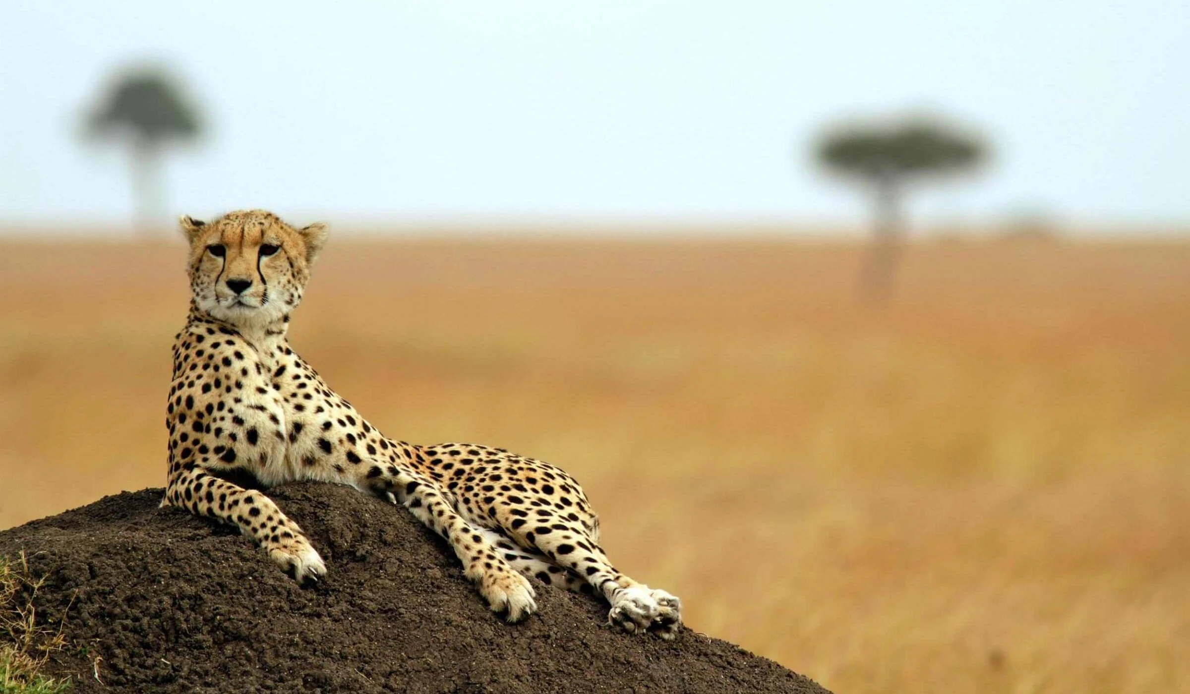 Cheetah lying on a termite mound with soft golden plain behind