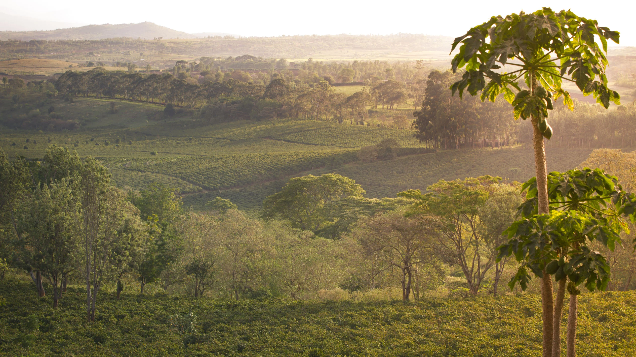 Green farmland and forest in soft morning light on the hills of Karatu