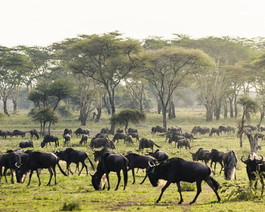 Wildebeest grazing under acacia trees in the central Serengeti