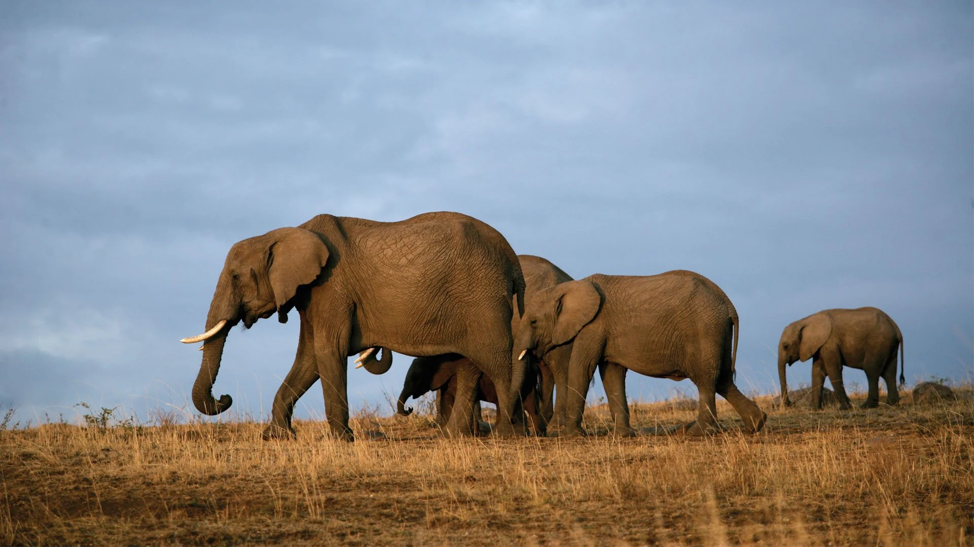Elephant herd walking over red brown Tsavo grassland under blue sky