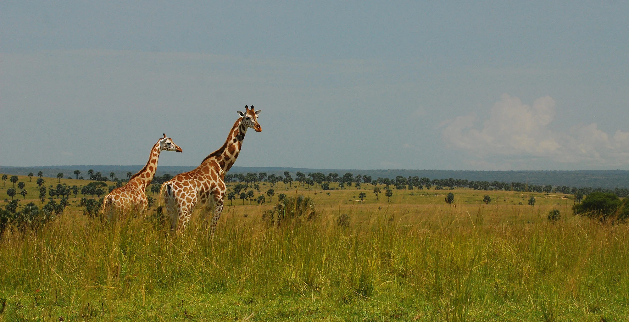 Two Rothschild giraffes in tall grass on the savannah of Murchison Falls