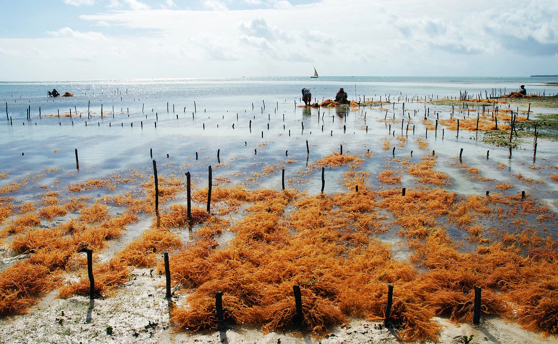 Rows of seaweed drying on stakes across the tidal flats at Uroa