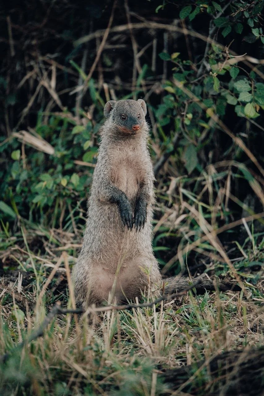 Mongoose standing upright and alert in grass