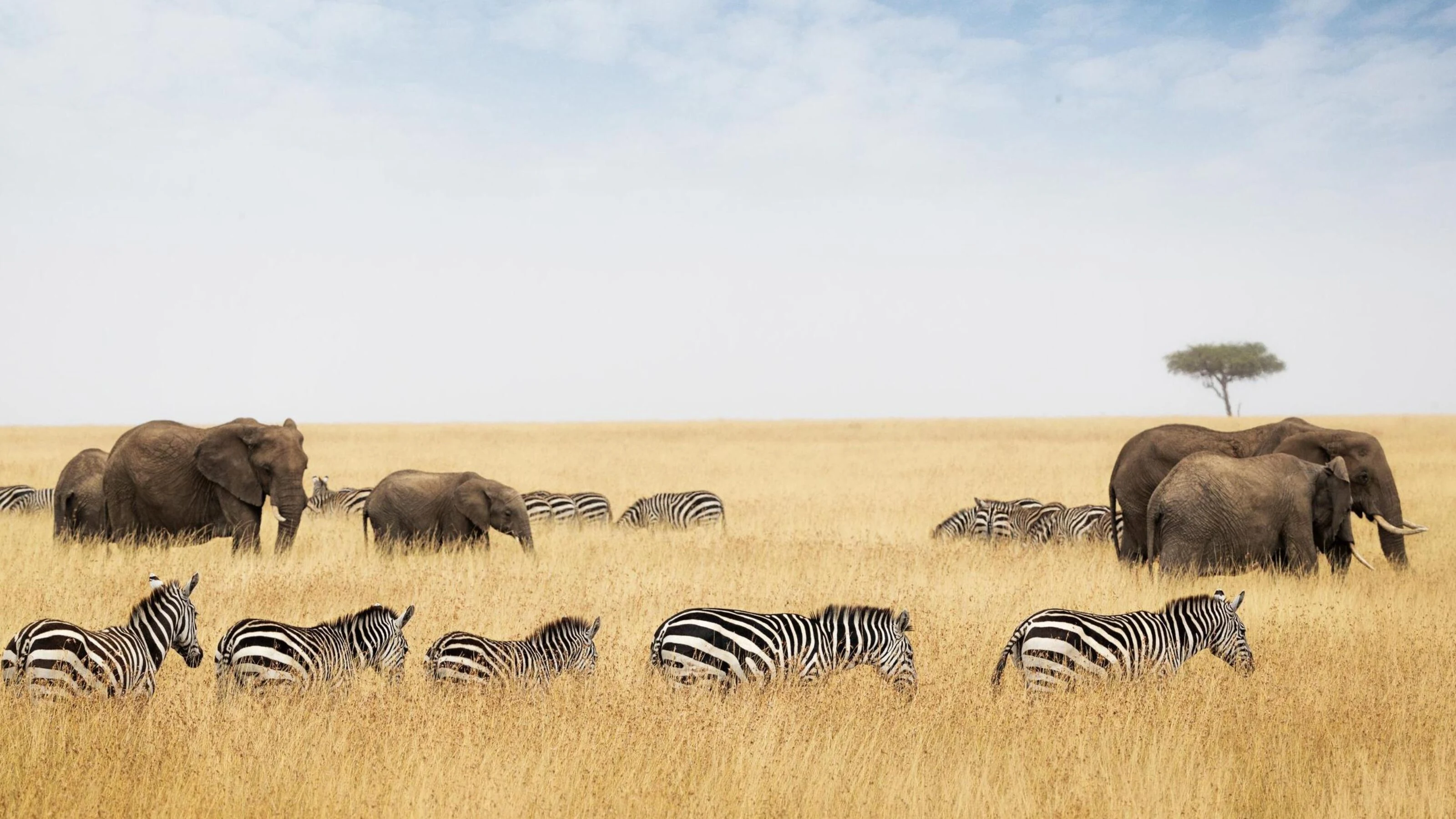 Zebras and elephants moving through tall golden grass with a lone acacia