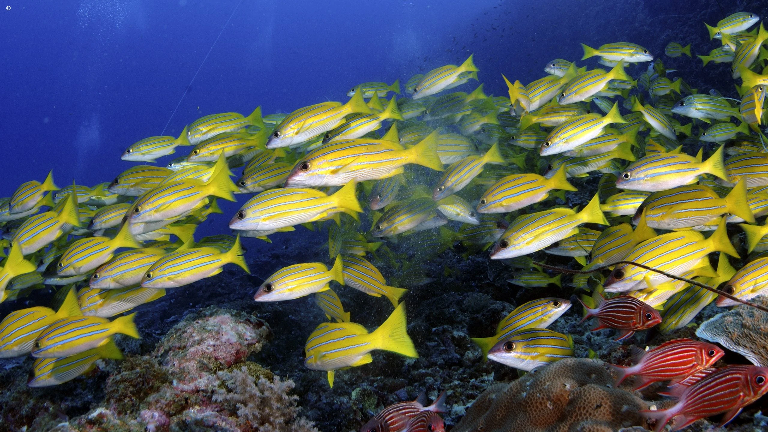 School of yellow and blue striped snapper fish over coral