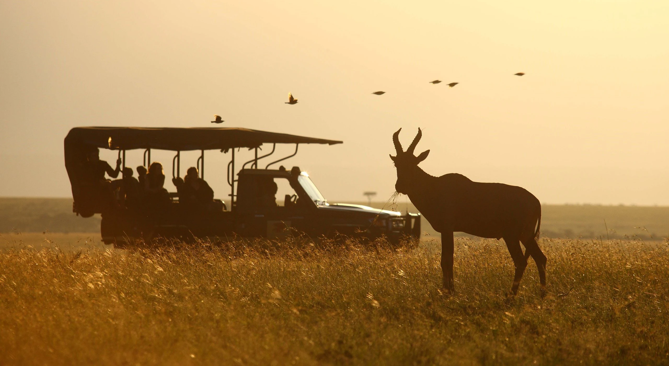 Guests in an open safari vehicle are silhouetted against a golden sky, with a topi standing in the grass beside them