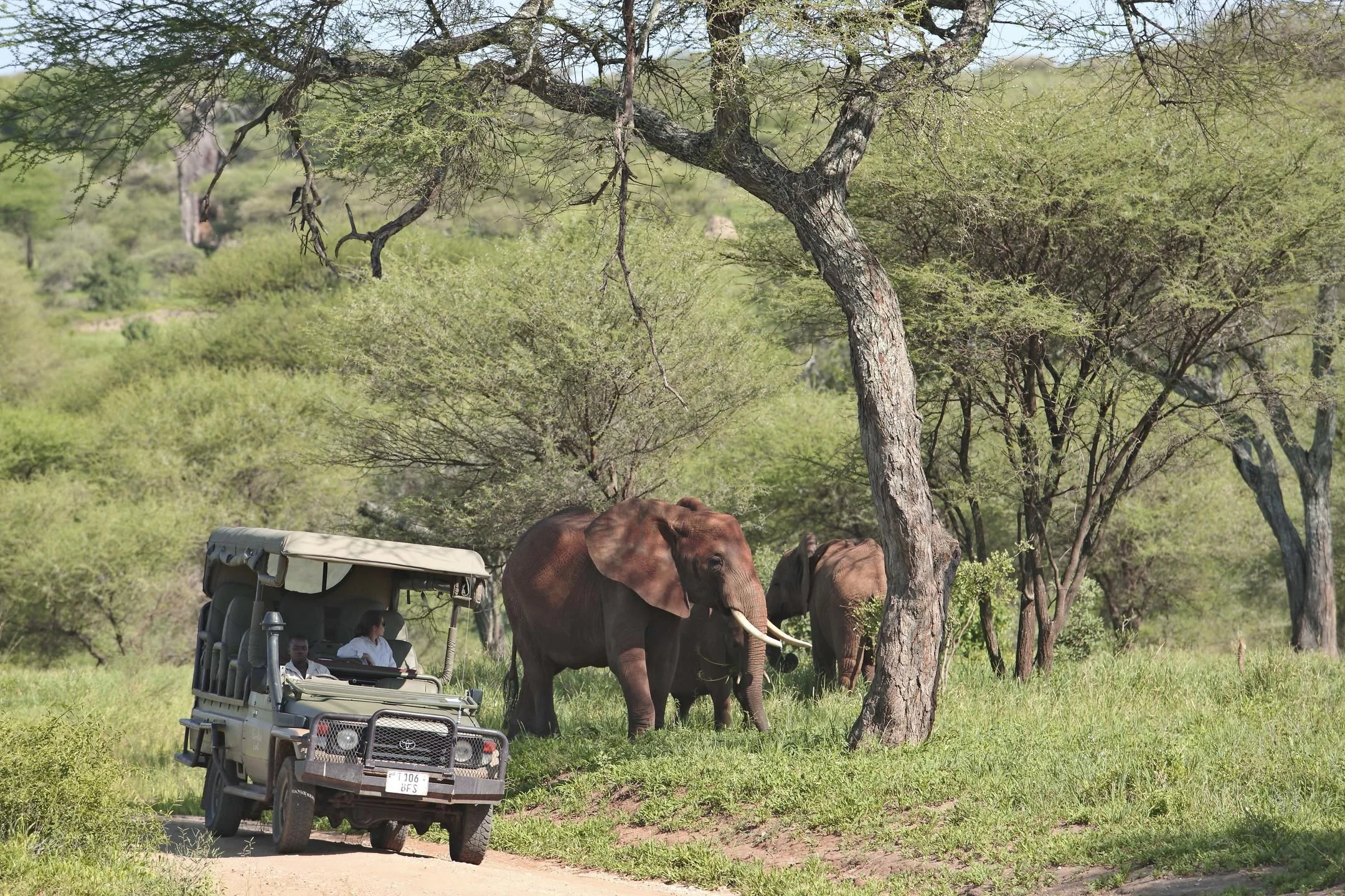 Safari vehicle stopped beside elephants in Tarangire