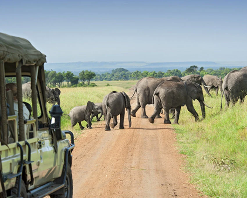 Elephants and their calves cross a dirt road ahead of a stopped open safari vehicle on green grassland