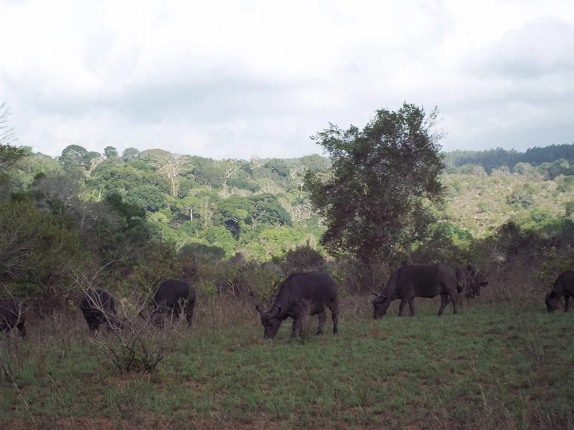 Wooded hills in Shimba Hills National Reserve