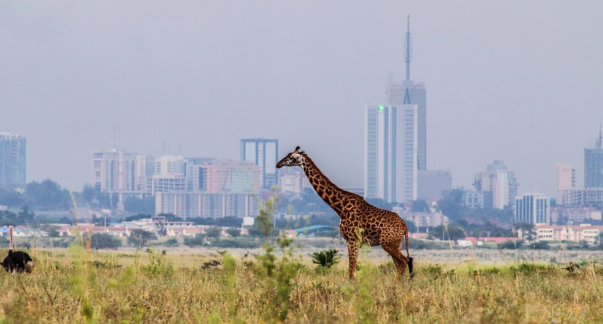 A Maasai giraffe with the Nairobi skyline behind