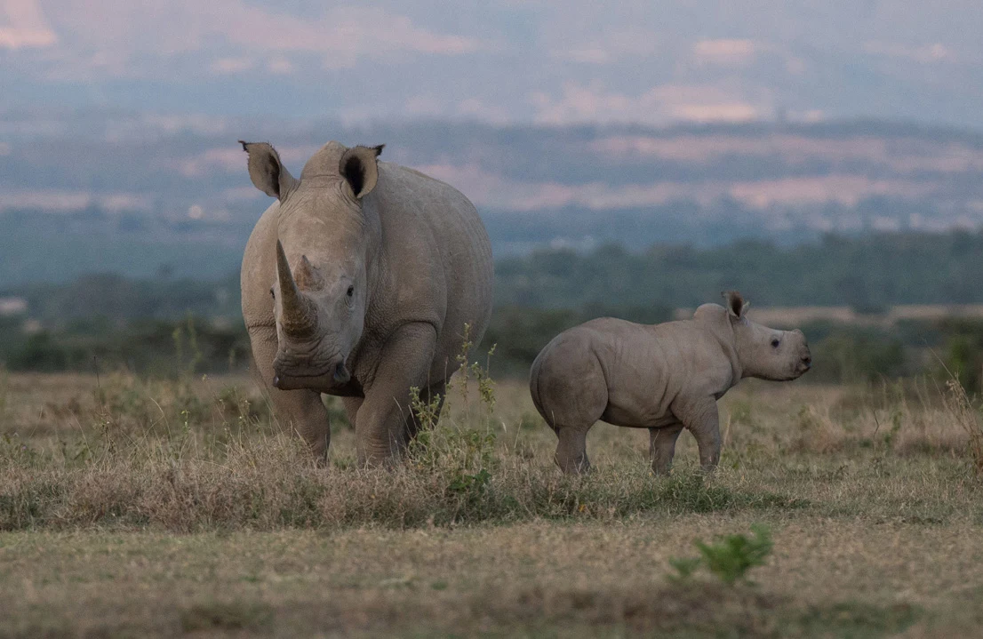 A white rhino and calf standing on the open plains at Solio