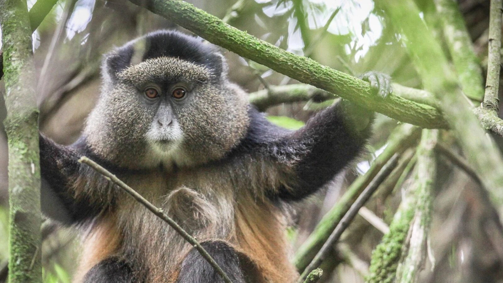 A golden monkey gripping a branch in misty bamboo forest in Mgahinga