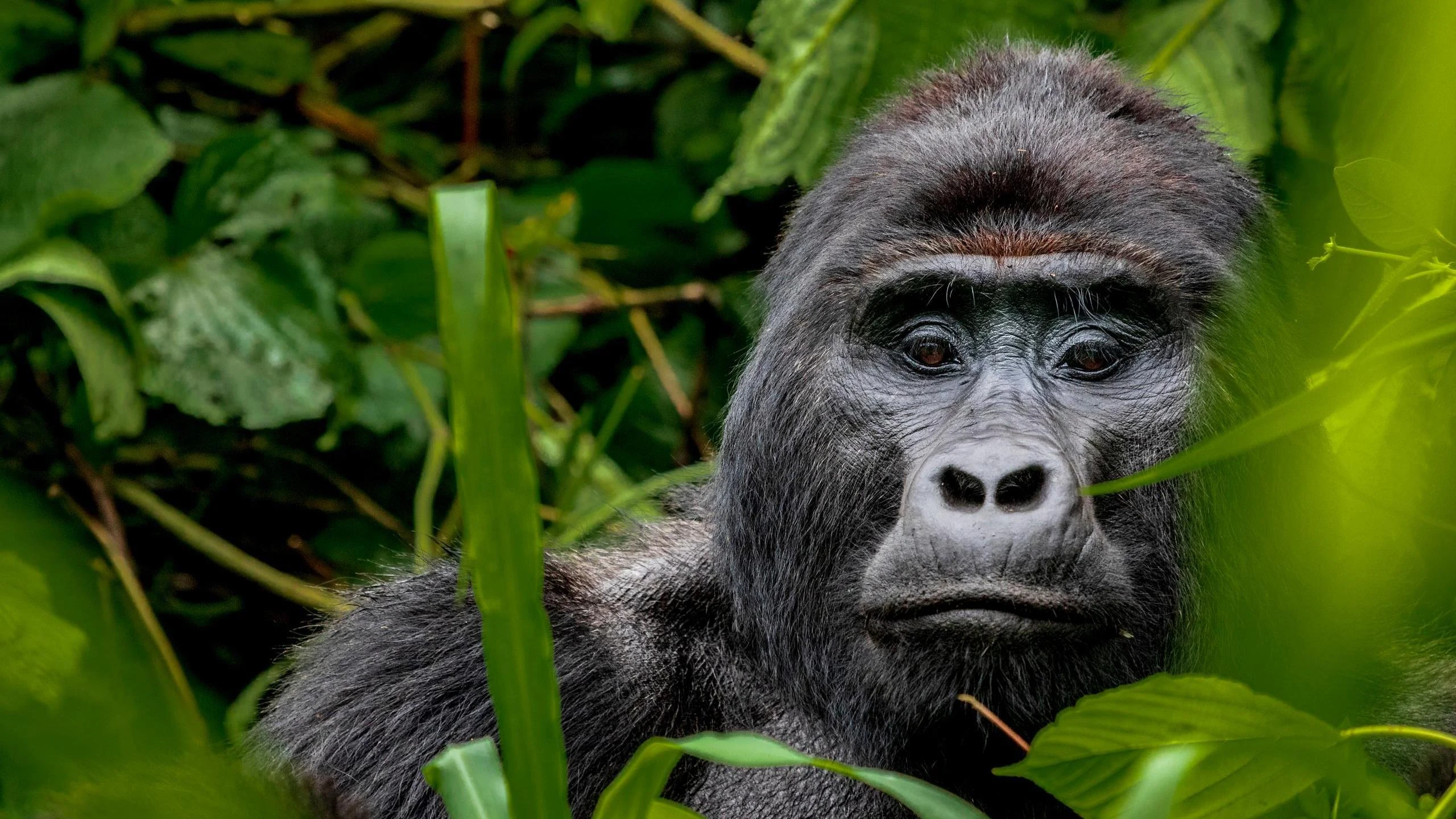 Gorilla face looking straight at camera through leaves