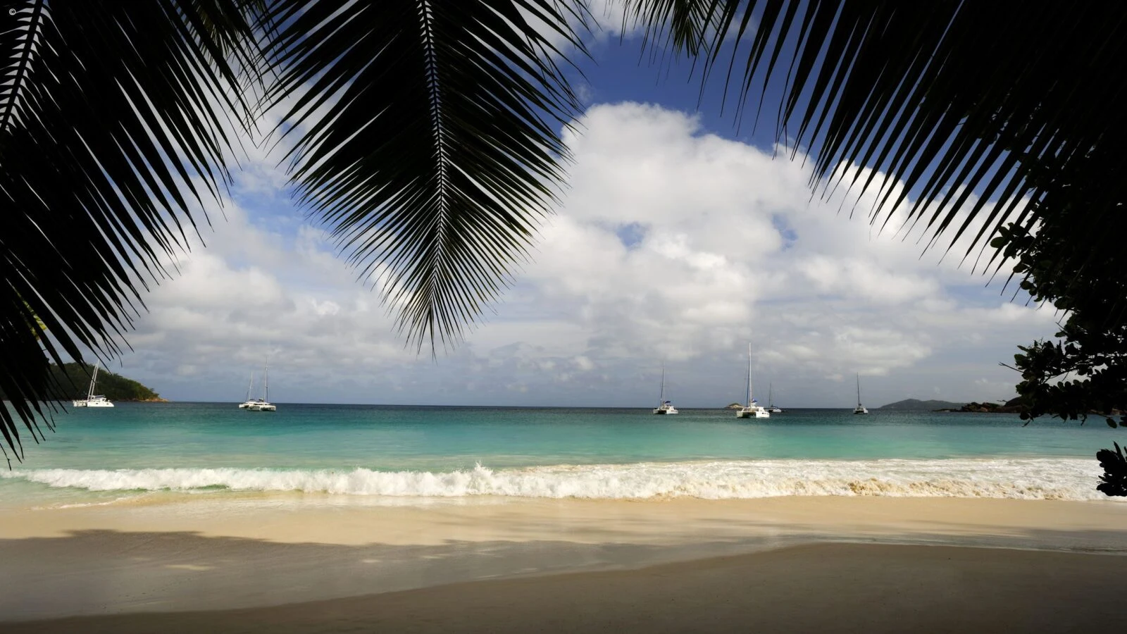 Beach seen under a palm frond with boats offshore