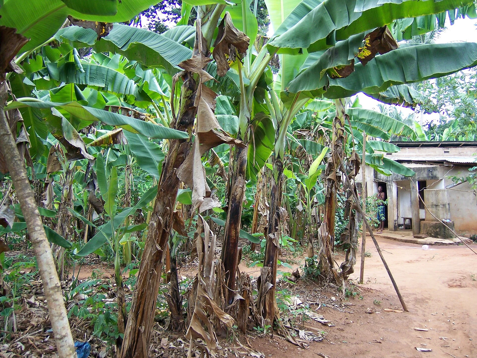 Banana plants and spice trees growing around a small farm in Zanzibar