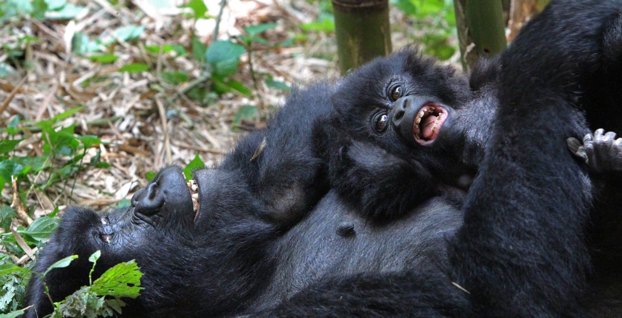 A baby mountain gorilla playing on a resting adult in Bwindi forest