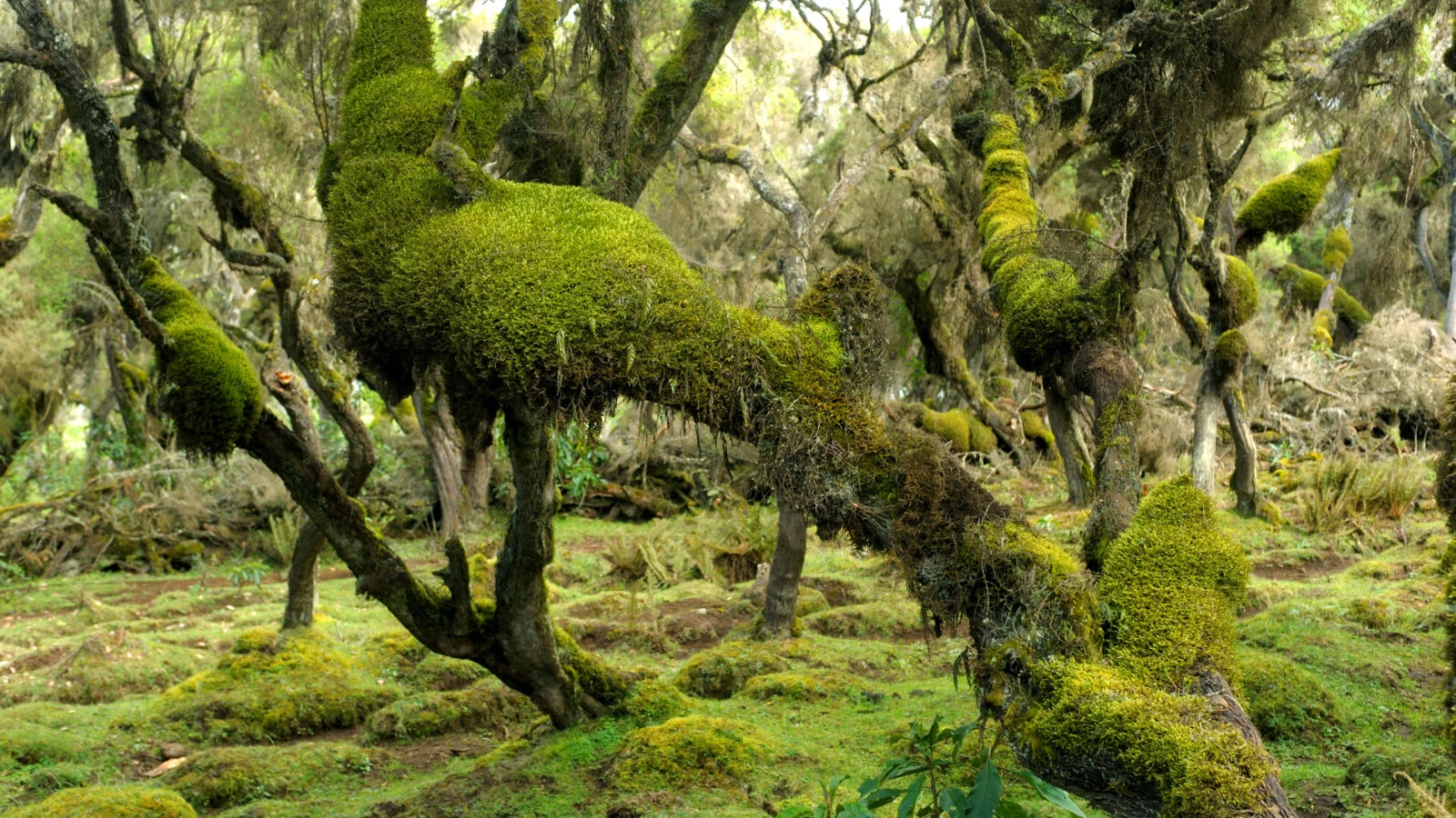 Moss covered trees in green Harenna forest