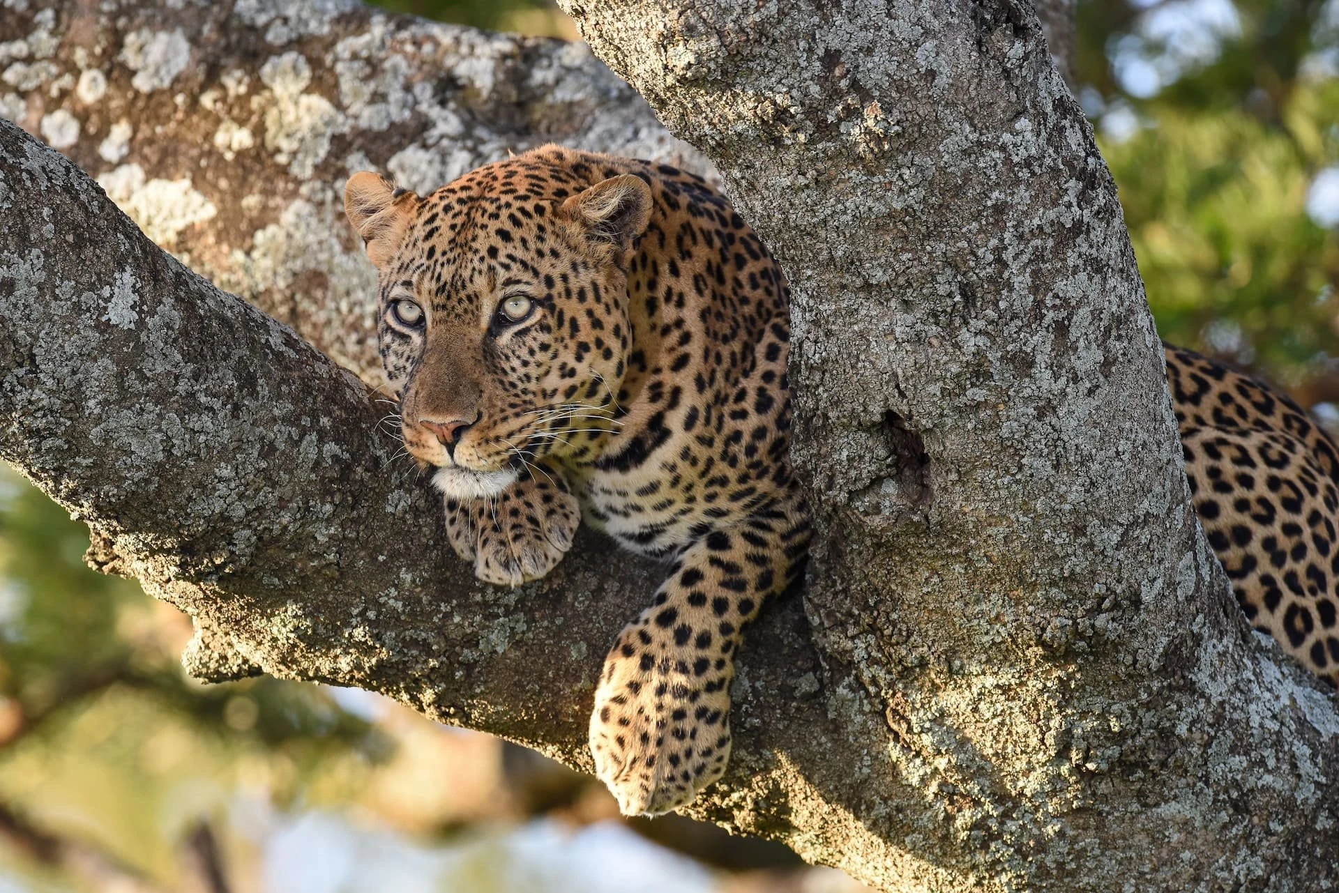 Leopard resting on a lichen covered tree branch looking at camera