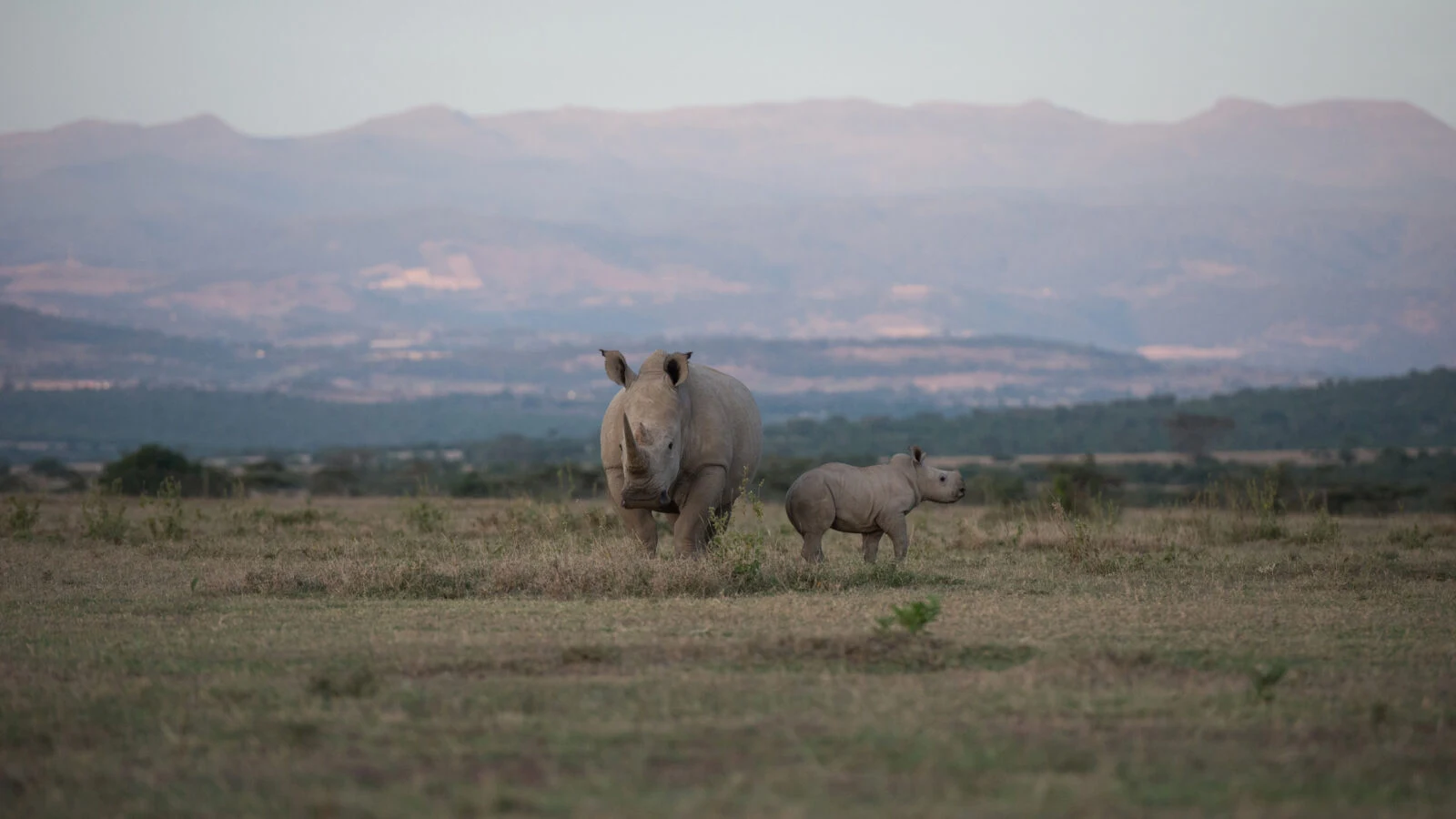 A distant white rhino and calf below hazy hills at Solio