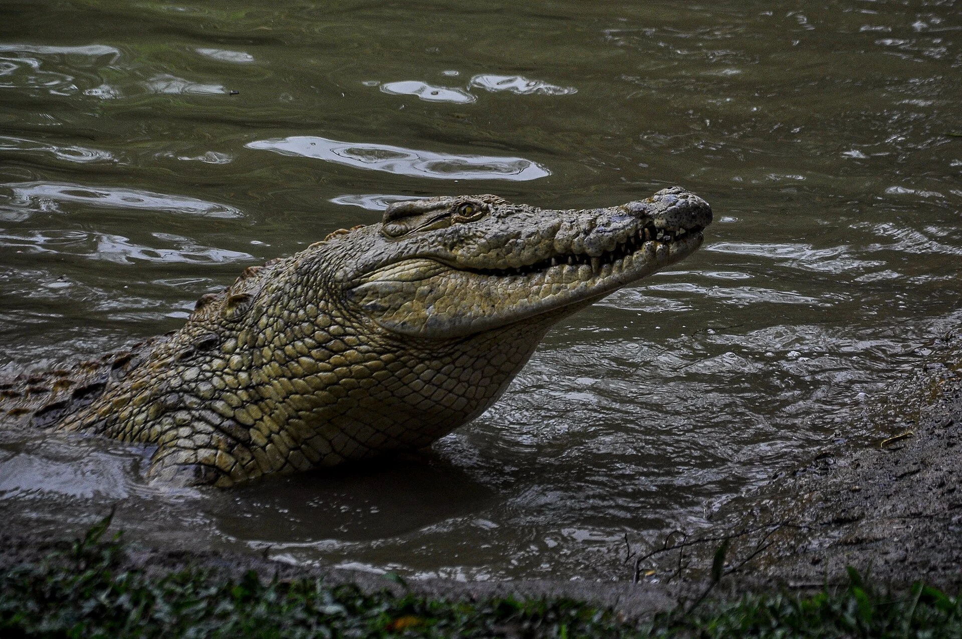 A Nile crocodile rising from the water at the Uganda Wildlife Education Centre, Entebbe