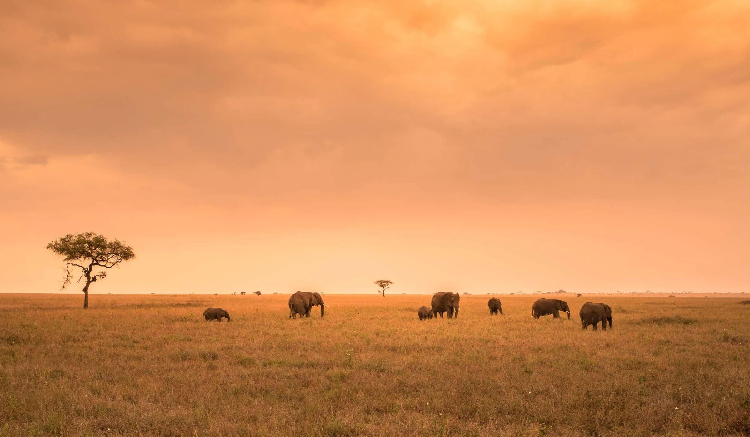 Serengeti plain glowing orange at sunset with distant elephants