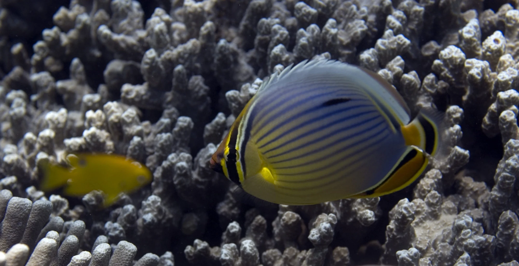 A butterflyfish swimming over pale coral on a reef