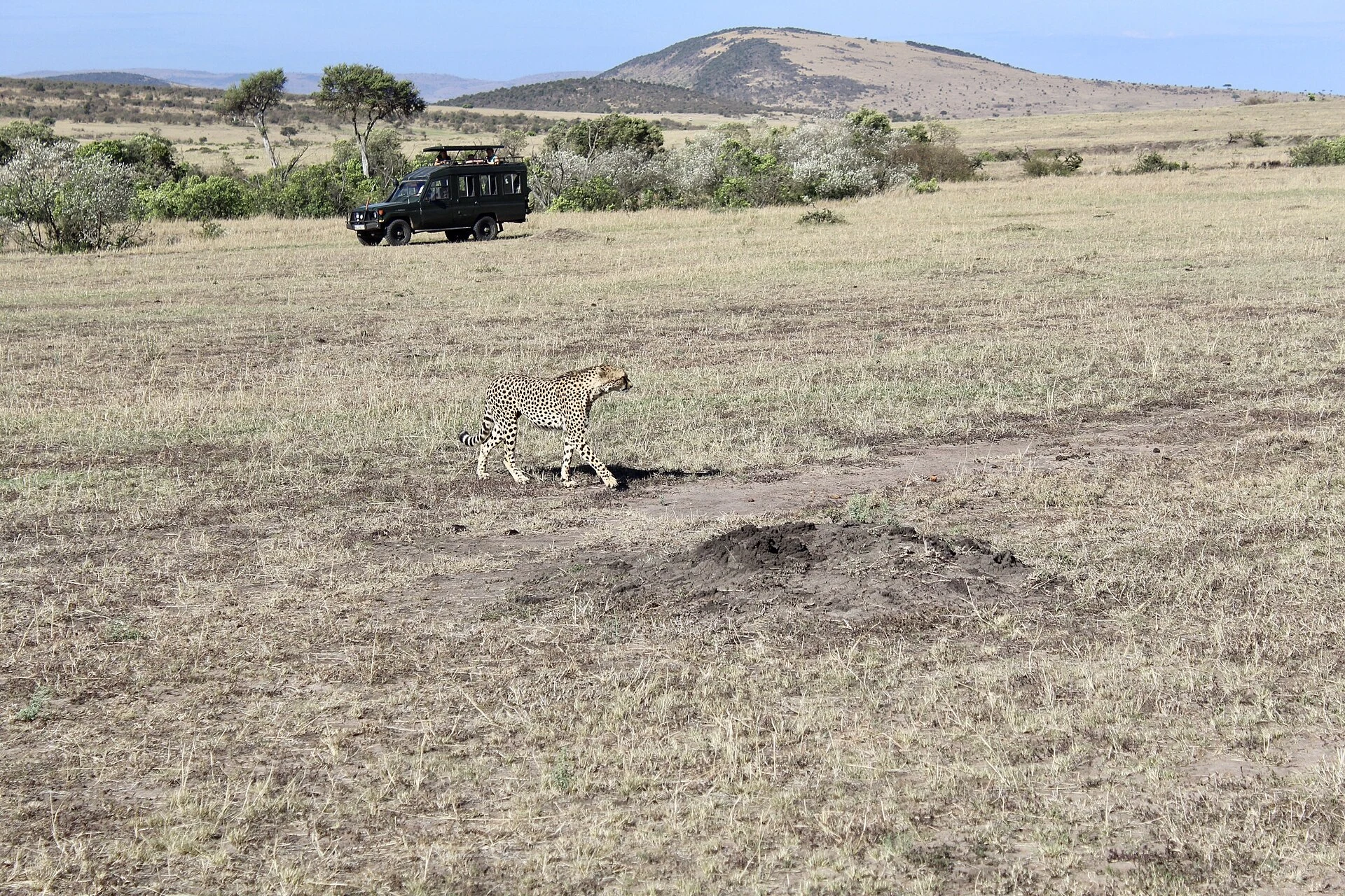 A cheetah walking past a safari vehicle in the Maasai Mara