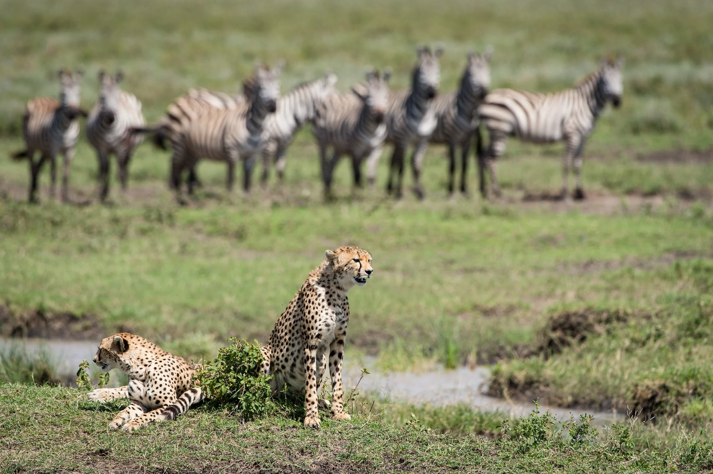 Two cheetahs on green grass with zebras behind